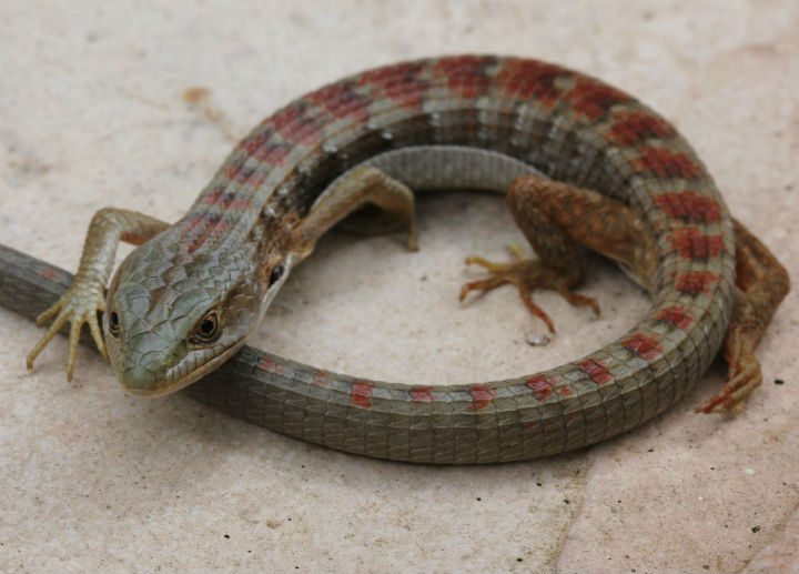Southern Alligator Lizard